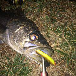 今季初シーバス